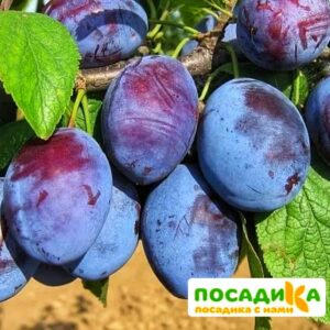 Слива Чачакская ранняя купить по цене от 229.00р. в интернет-магазине «Посадика» с доставкой почтой в в Балахнае и по всей России – [изображение №1].