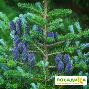 Пихта корейская (Abies koreana) купить по цене от 450.00р. в интернет-магазине «Посадика» с доставкой почтой в в Балахнае и по всей России – [изображение №1].