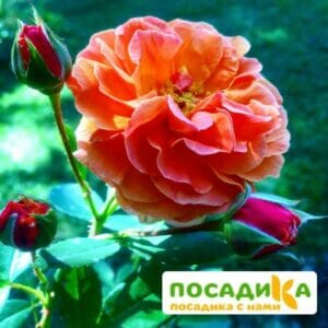 Роза Арабия купить по цене от 350.00р. в интернет-магазине «Посадика» с доставкой почтой в в Балахнае и по всей России – [изображение №1].