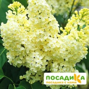 Сирень Примроуз (Primrose) купить по цене от 529.00р. в интернет-магазине «Посадика» с доставкой почтой в в Балахнае и по всей России – [изображение №1].