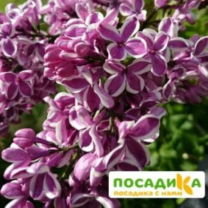 Сирень Сенсация купить по цене от 529.00р. в интернет-магазине «Посадика» с доставкой почтой в в Балахнае и по всей России – [изображение №1].