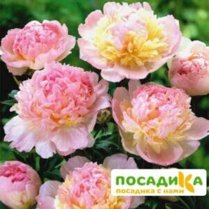 Пион Распберри Сандей (Paeonia Raspberry Sundae) купить по цене от 959р. в интернет-магазине «Посадика» с доставкой почтой в в Балахнае и по всей России – [изображение №1].