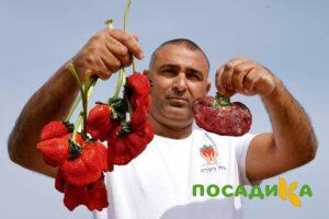 Клубника Гигант Джорнея купить по цене от 266р. в интернет-магазине «Посадика» с доставкой почтой в в Балахнае и по всей России – [изображение №1].