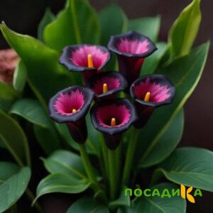 Калла Аура Лейс купить по цене от 400р. в интернет-магазине «Посадика» с доставкой почтой в в Балахнае и по всей России – [изображение №1].