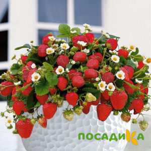 Клубника Рубиновый Шепот (горшечная) купить по цене от 240р. в интернет-магазине «Посадика» с доставкой почтой в в Балахнае и по всей России – [изображение №1].