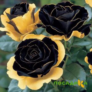 Роза Ханни Сикл купить по цене от 700р. в интернет-магазине «Посадика» с доставкой почтой в в Балахнае и по всей России – [изображение №1].
