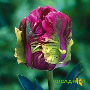 Тюльпан Экзотик Хэвен купить по цене от 186р. в интернет-магазине «Посадика» с доставкой почтой в в Балахнае и по всей России – [изображение №1].