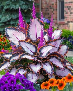 Хоста Кримэн Дрим купить по цене от 549р. в интернет-магазине «Посадика» с доставкой почтой в в Балахнае и по всей России – [изображение №1].