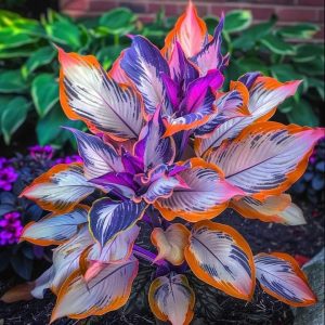 Хоста Эмеральд Тиара купить по цене от 602р. в интернет-магазине «Посадика» с доставкой почтой в в Балахнае и по всей России – [изображение №1].