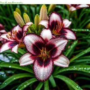 Лилейник Крим Сикл купить по цене от 799р. в интернет-магазине «Посадика» с доставкой почтой в в Балахнае и по всей России – [изображение №1].