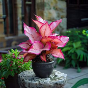 Хоста Розовая Симфония купить по цене от 800р. в интернет-магазине «Посадика» с доставкой почтой в в Балахнае и по всей России – [изображение №1].