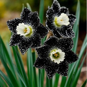 Нарцисс Кассата купить по цене от 372р. в интернет-магазине «Посадика» с доставкой почтой в в Балахнае и по всей России – [изображение №1].