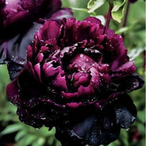 Пион Темный Сад купить по цене от 421р. в интернет-магазине «Посадика» с доставкой почтой в в Балахнае и по всей России – [изображение №1].