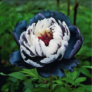 Пион Древовидный Инь-Янь купить по цене от 419р. в интернет-магазине «Посадика» с доставкой почтой в в Балахнае и по всей России – [изображение №1].