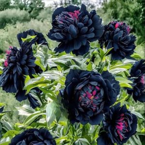 Пион древовидный Сердце Афродиты купить по цене от 600р. в интернет-магазине «Посадика» с доставкой почтой в в Балахнае и по всей России – [изображение №1].