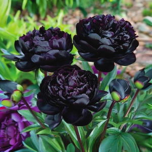 Пион Королевский Бархат купить по цене от 419р. в интернет-магазине «Посадика» с доставкой почтой в в Балахнае и по всей России – [изображение №1].