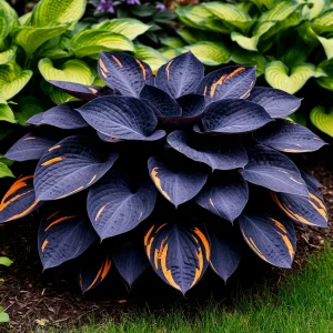 Хоста Умбра купить по цене от 349р. в интернет-магазине «Посадика» с доставкой почтой в в Балахнае и по всей России – [изображение №1].