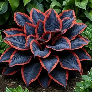 Хоста Солнечный Агат купить по цене от 440р. в интернет-магазине «Посадика» с доставкой почтой в в Балахнае и по всей России – [изображение №1].