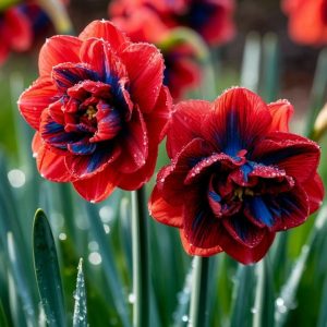 Нарцисс Эрличе купить по цене от 386р. в интернет-магазине «Посадика» с доставкой почтой в в Балахнае и по всей России – [изображение №1].