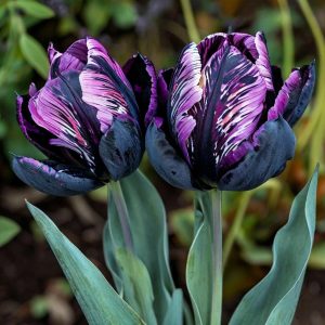 Тюльпан Блэк Каньон купить по цене от 305р. в интернет-магазине «Посадика» с доставкой почтой в в Балахнае и по всей России – [изображение №1].