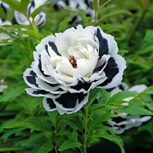 Пион Монохромный Шик купить по цене от 429р. в интернет-магазине «Посадика» с доставкой почтой в в Балахнае и по всей России – [изображение №1].