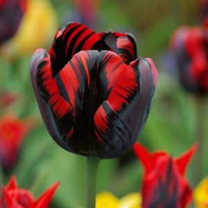 Тюльпан Блэк Перрот купить по цене от 351р. в интернет-магазине «Посадика» с доставкой почтой в в Балахнае и по всей России – [изображение №1].