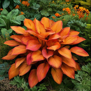 Хоста Солнечный Нектар купить по цене от 605р. в интернет-магазине «Посадика» с доставкой почтой в в Балахнае и по всей России – [изображение №1].