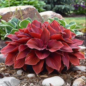 Хоста Малыш Шедевр купить по цене от 421р. в интернет-магазине «Посадика» с доставкой почтой в в Балахнае и по всей России – [изображение №1].