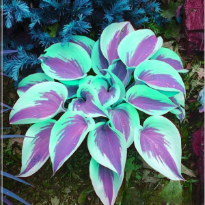 Хоста Висперин Бьюти купить по цене от 379р. в интернет-магазине «Посадика» с доставкой почтой в в Балахнае и по всей России – [изображение №1].