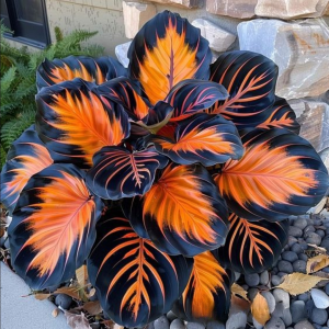 Хоста Сикрет Форест купить по цене от 601р. в интернет-магазине «Посадика» с доставкой почтой в в Балахнае и по всей России – [изображение №1].