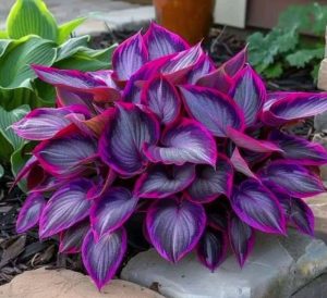 Хоста Сикрет Гарденс купить по цене от 549р. в интернет-магазине «Посадика» с доставкой почтой в в Балахнае и по всей России – [изображение №1].