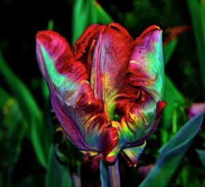 Тюльпан Эирпрайз купить по цене от 270р. в интернет-магазине «Посадика» с доставкой почтой в в Балахнае и по всей России – [изображение №1].